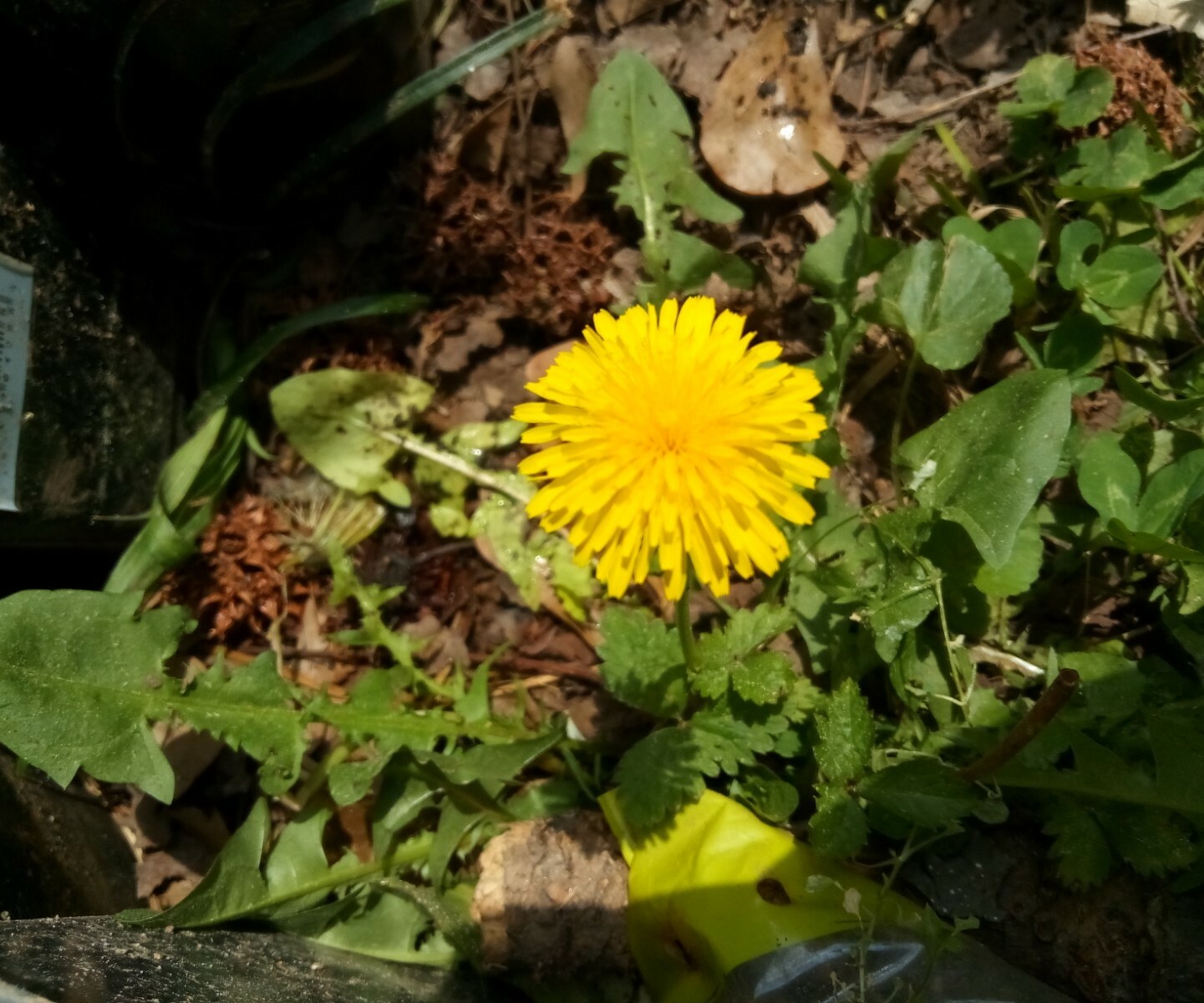 100 + Common Dandelion Seeds.US grown.