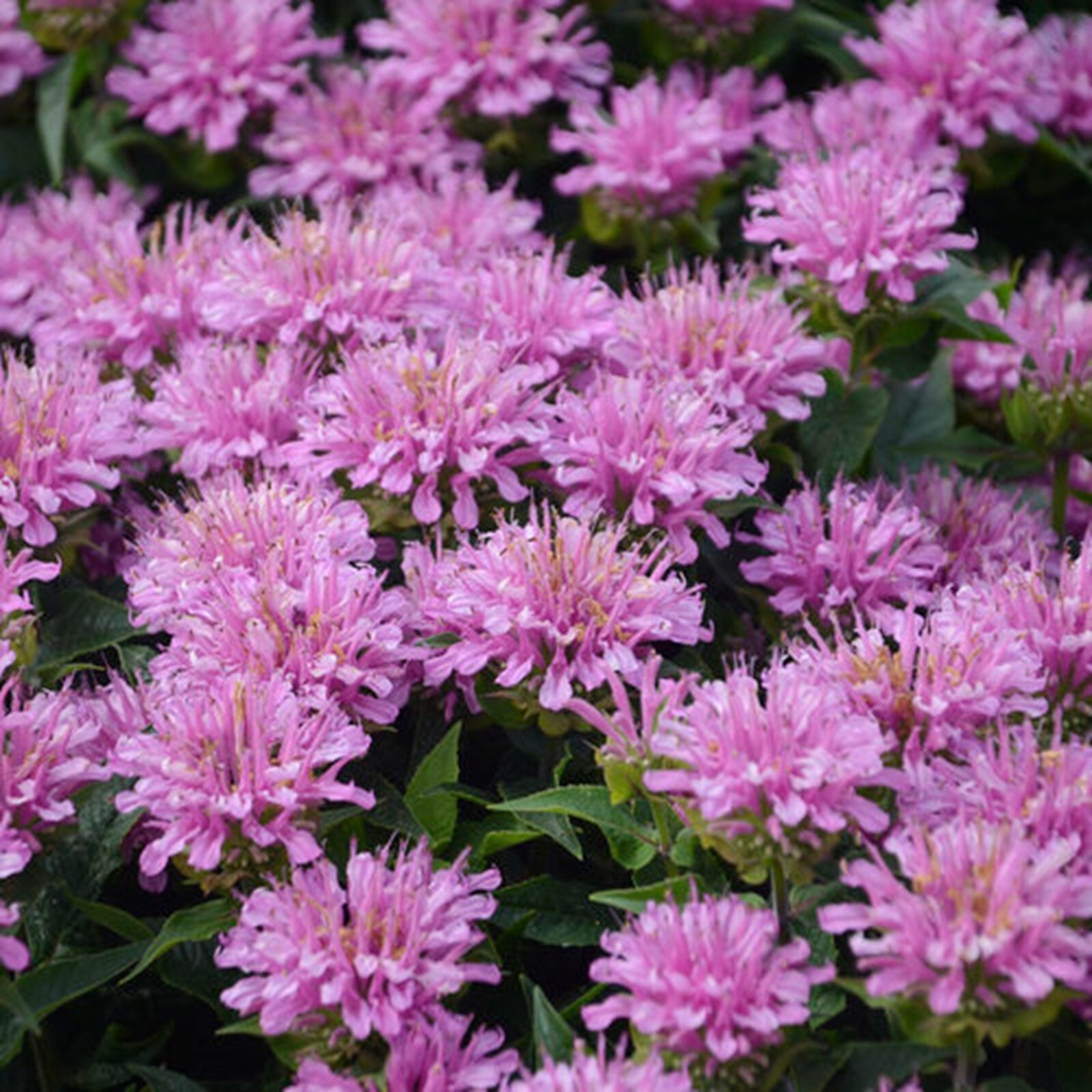 100 Light Purpl Bee Balm Seeds Flowers Seed Butterflies Bees Hummingbird US SELL