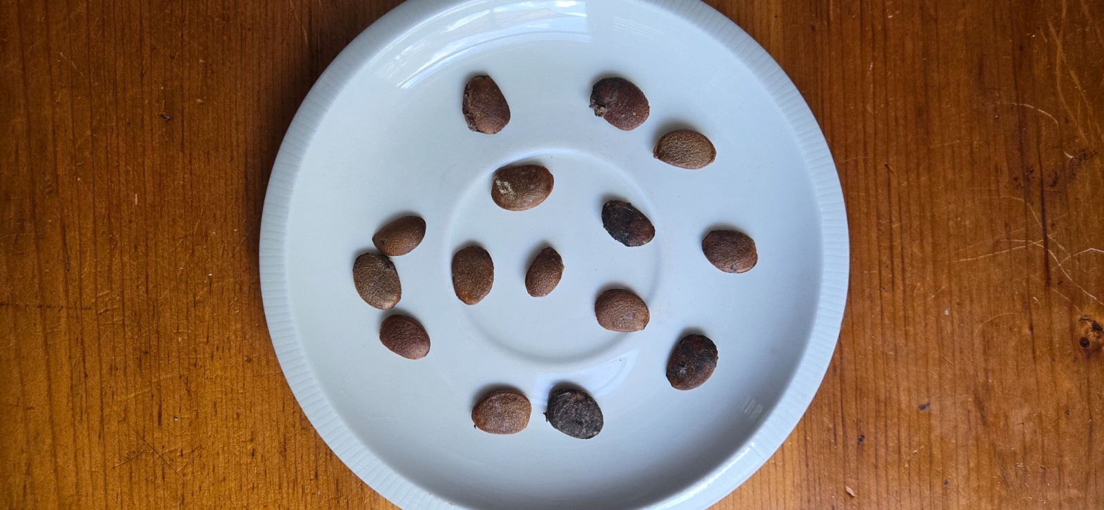 15 American persimmon seeds-Diospyros virginiana – From a tree in Oak Island, NC