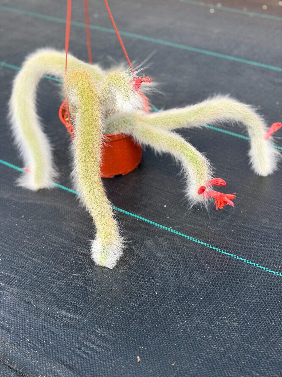 Hairy Monkey Tail Cactus | Rare White‑Hair Clone | Fuzzy Trailing Succulent