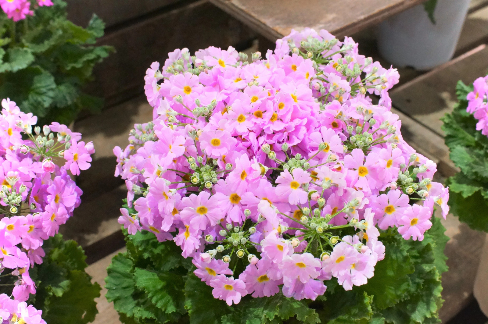 100 PINK FAIRY PRIMROSE Primula Malacoides Baby Primrose Shade Houseplant