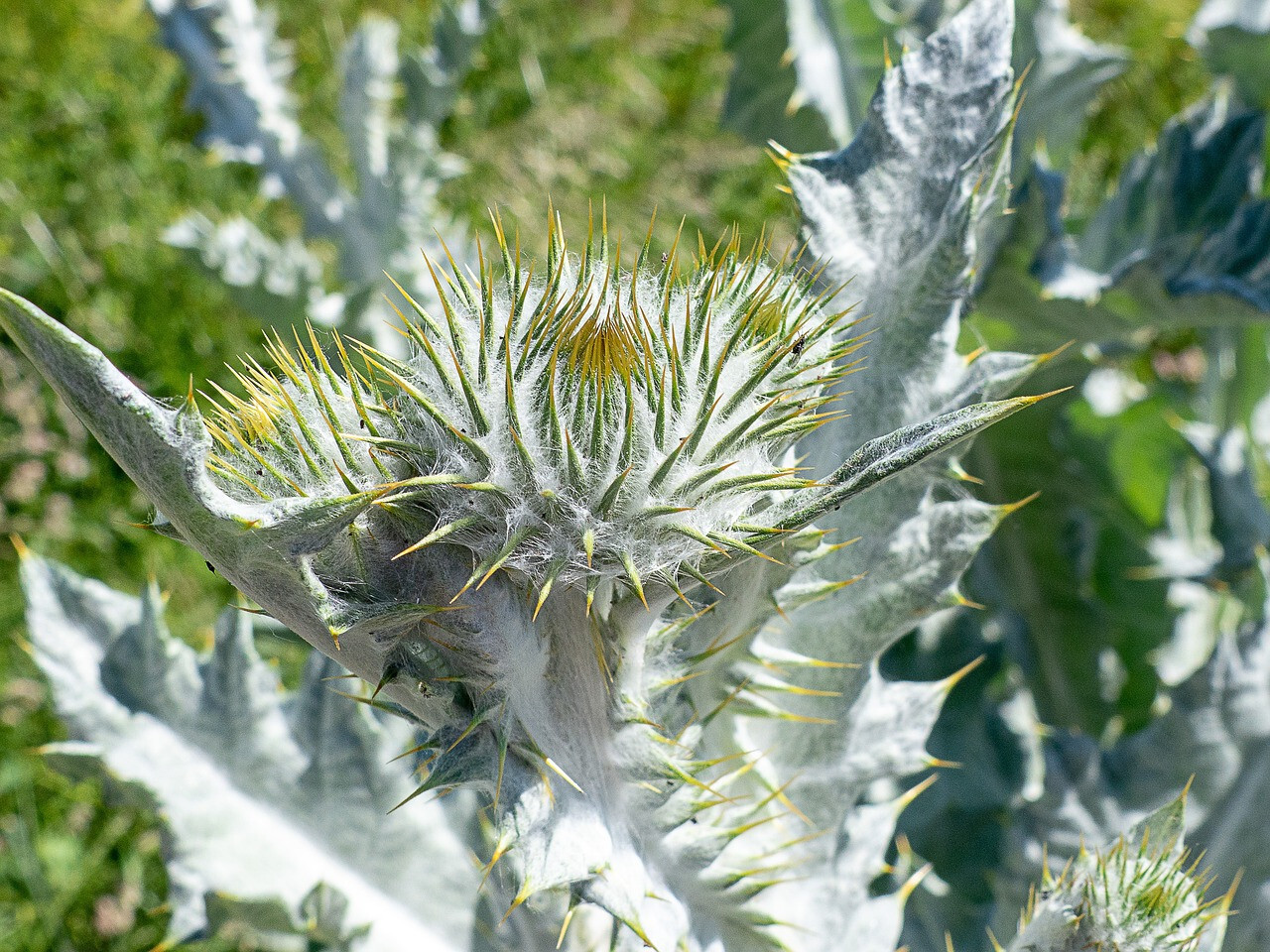200+ Silver Thistle Seeds for Garden Planting – USA – FREE SHIPPING!