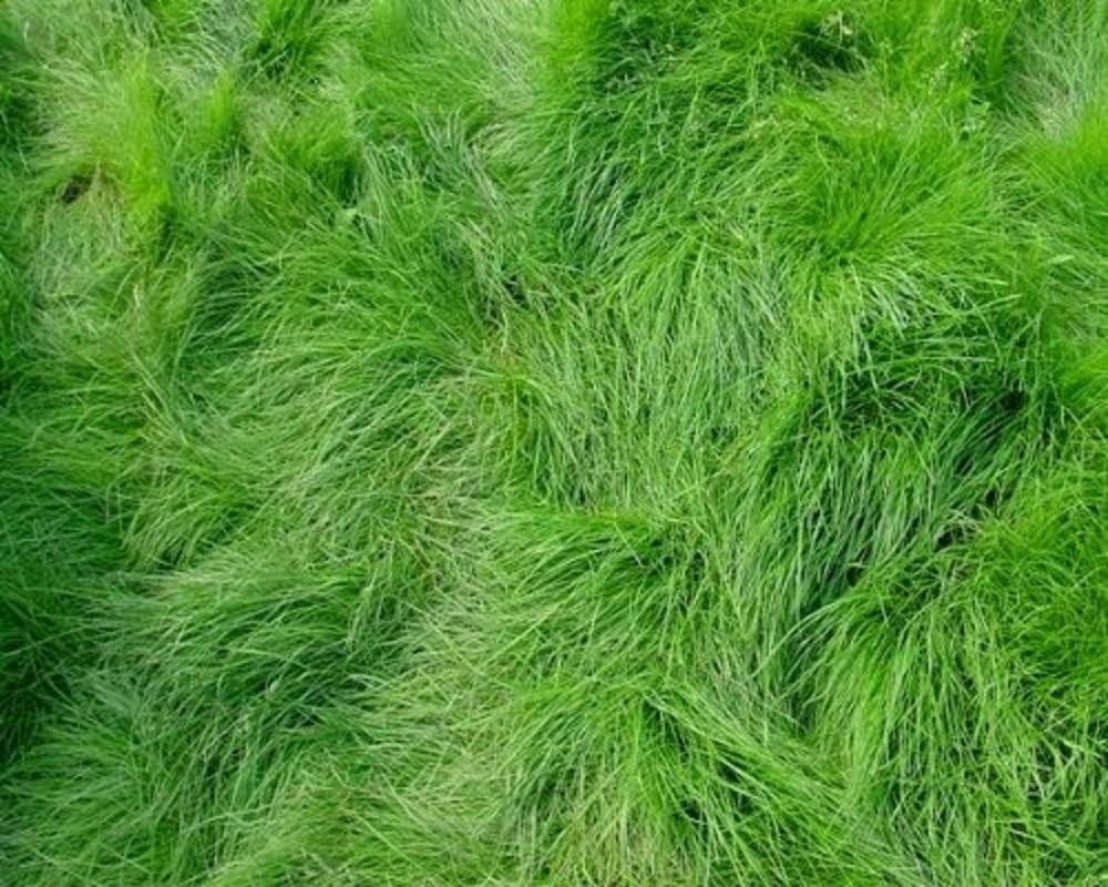 Deer Resistant Creeping Red Fescue Grass Seed for Easy Lawn Establishment