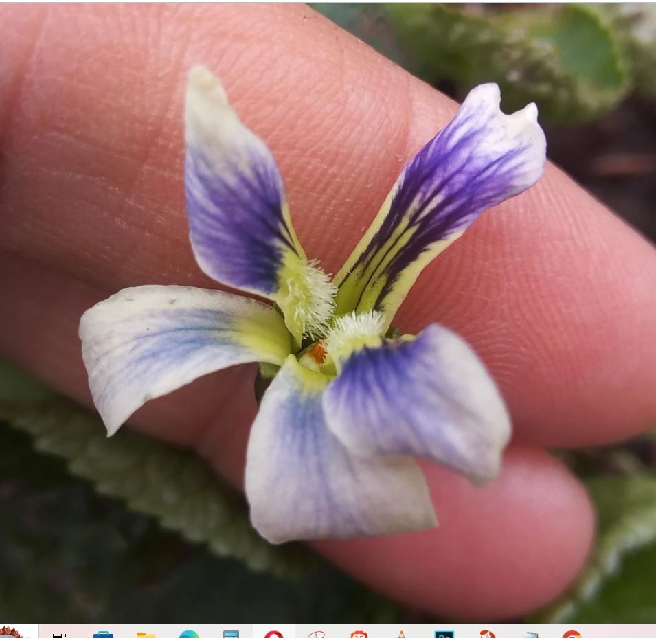 Flash Sale 20x Wild Violet Plants: Mixed Purple White Perennial Bare Root live