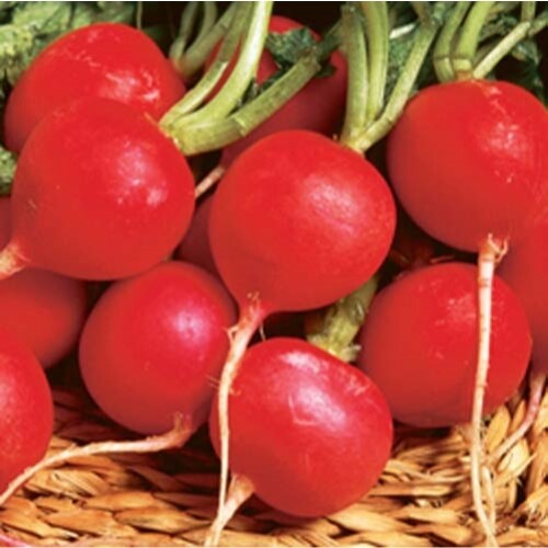 Radish Champion Great Heirloom Vegetable By Seed Kingdom 1,100 Seeds