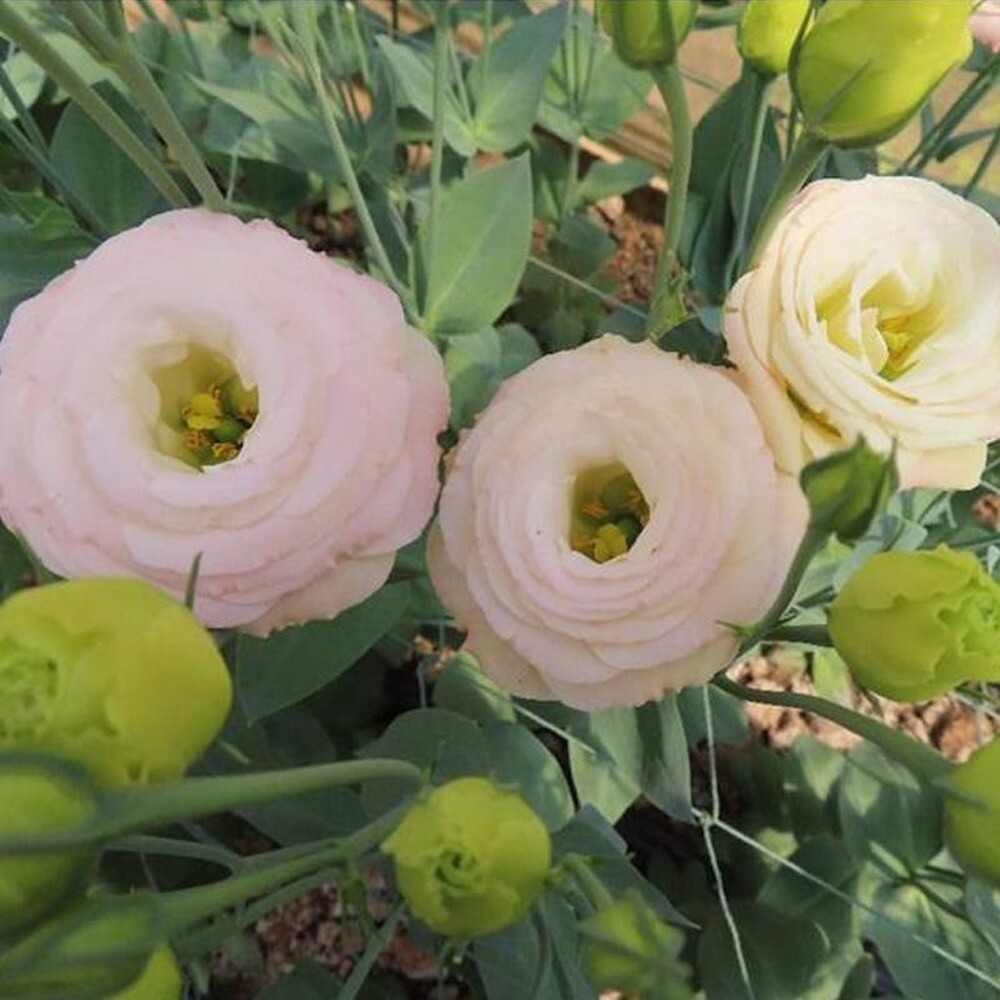 20 SEEDS LISIANTHUS Prairie Gentian for germination flower exotic garden bed