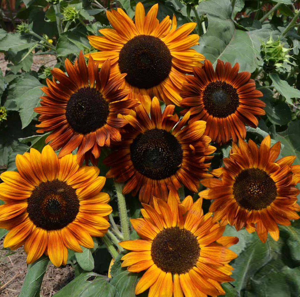 Earthwalker Sunflower Seeds | Helianthus Tall Sunset Shades Sun Flower Seed 2024
