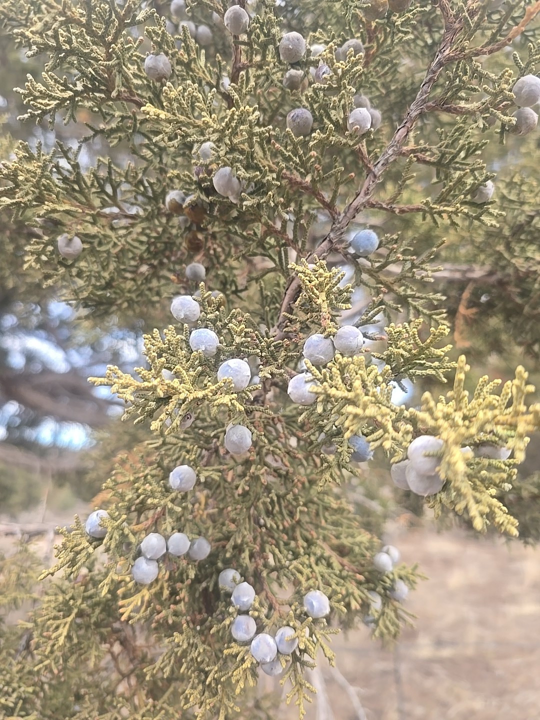 Utah Juniper Tree Seeds 🌳 75+ Berries Juniperus Osteosperma
