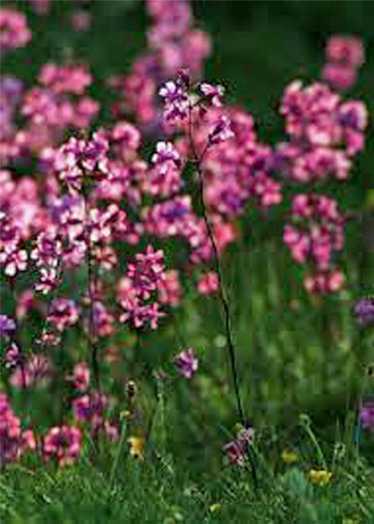 Catchfly Flower Seeds, 200+ seeds, Beautiful, Crimson-Rose Blooms .