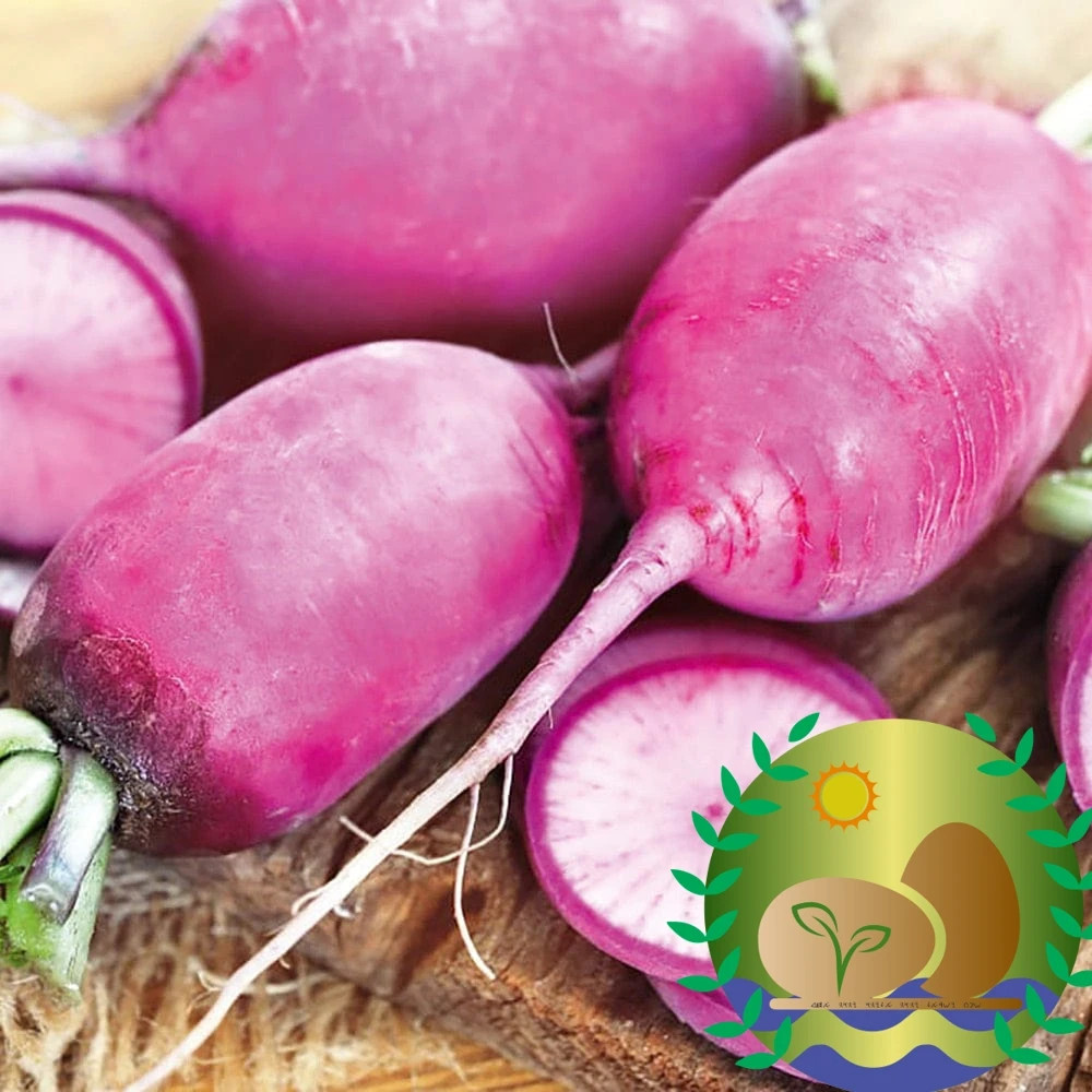 Sango Purple Radish Seeds | NON-GMO | Heirloom | FREE SHIPPING