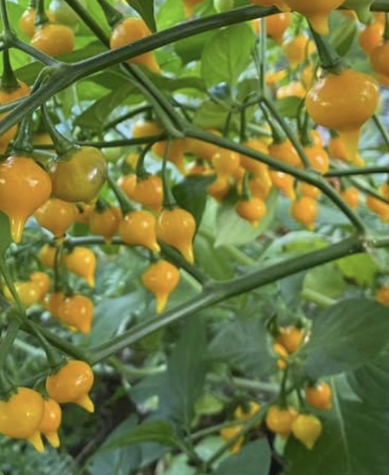 Biquinho Yellow Hot Chili Pepper Seeds Heirloom Non-GMO Sweet & Mild 25 Seeds