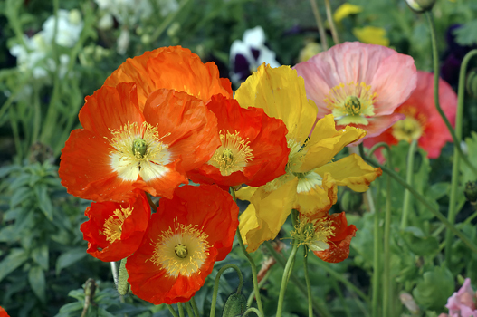 Beautiful Poppy Mix 100 Seeds – SEE OUR STORE OVER 900 KINDS OF SEEDS