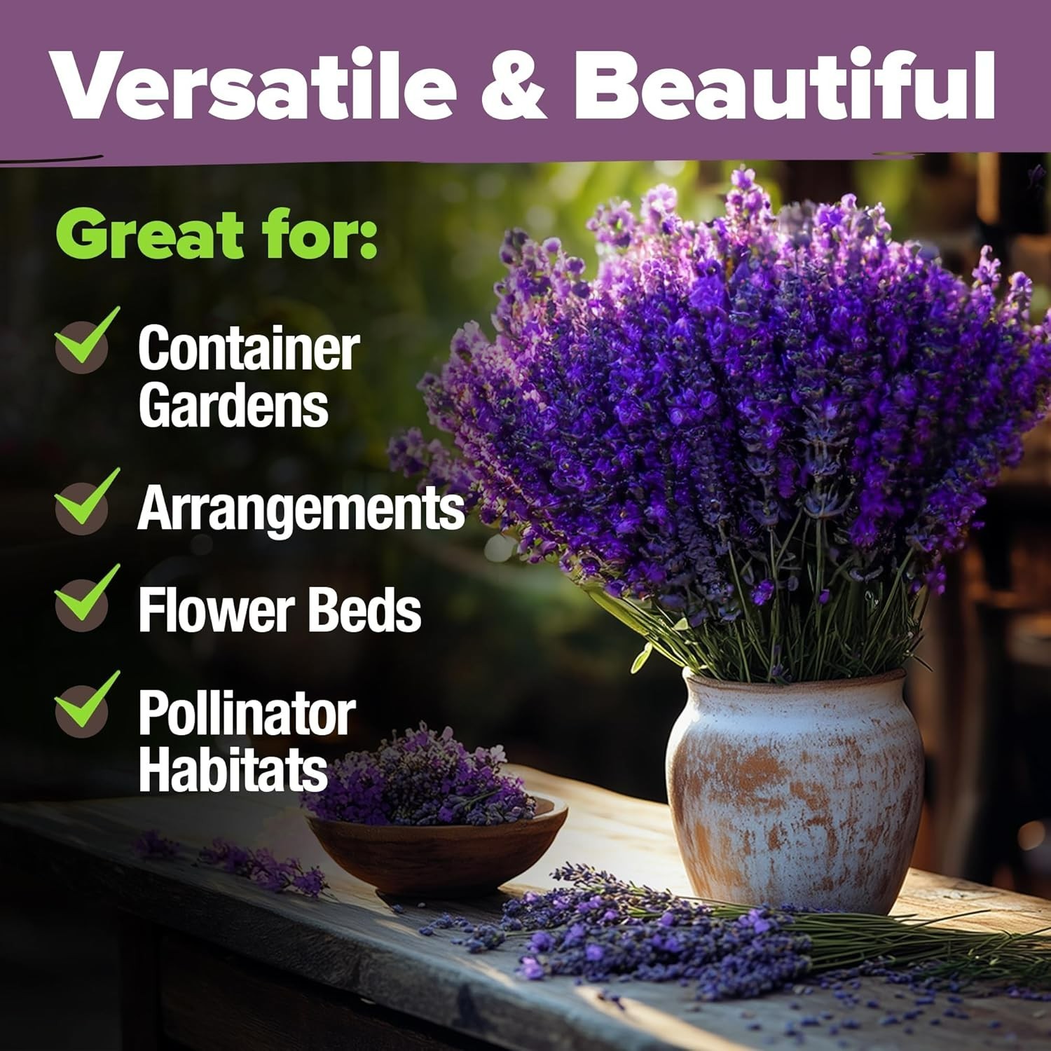 English Lavender Seeds Non-GMO – Indoor/Outdoor with Comprehensive Grow Guide