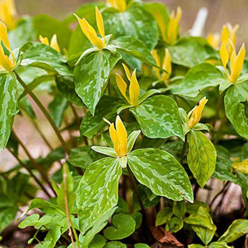 2 Wild Yellow Trillium, t.Luteum Woodland Native plant~Spring bulbs~Winter Hardy