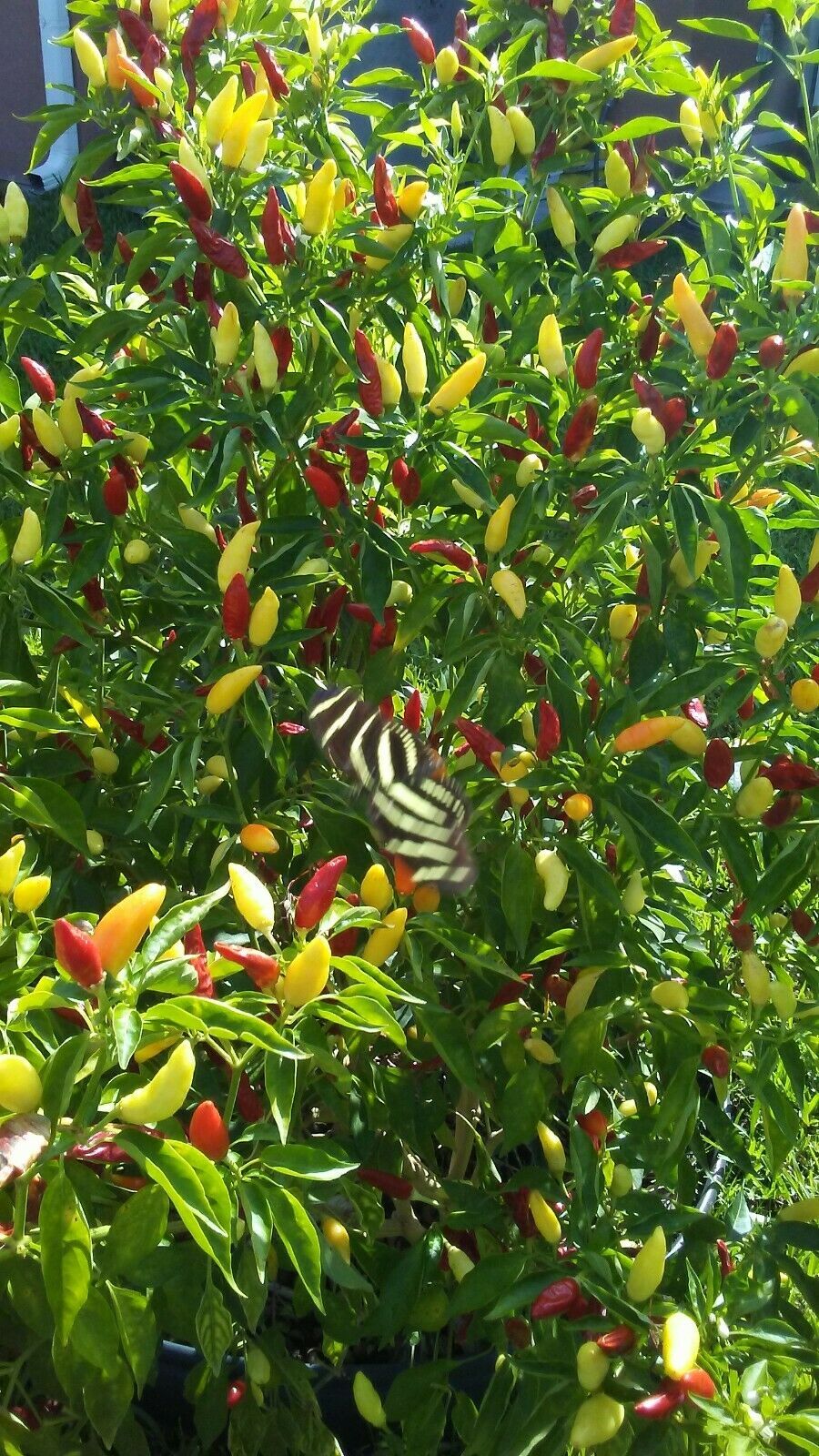 50 Banana Hot Pepper Seed / Hungarian Wax Hot Pepper | In Florida, 2024 Season