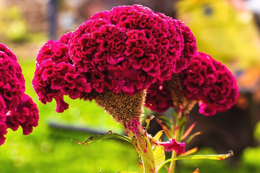 Celosia Cristata “Cockscomb” 200+ Seeds Burgundy Pink Red Non-GMO Organic USA