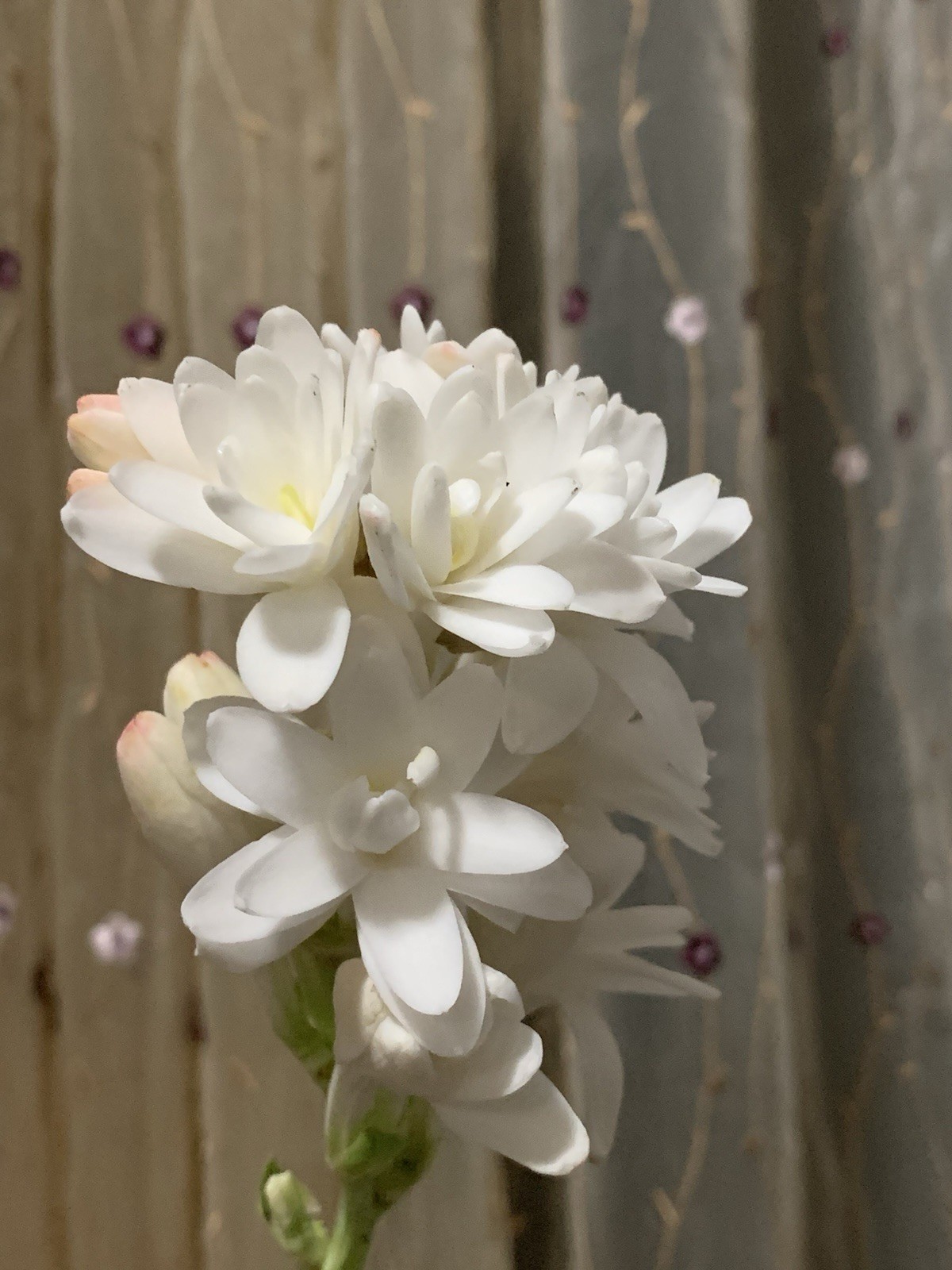 2 Tuberose Fragrance Double Pearl 2 Clump,Bulbs 5+Sz M/L sprouted Ready To Plant