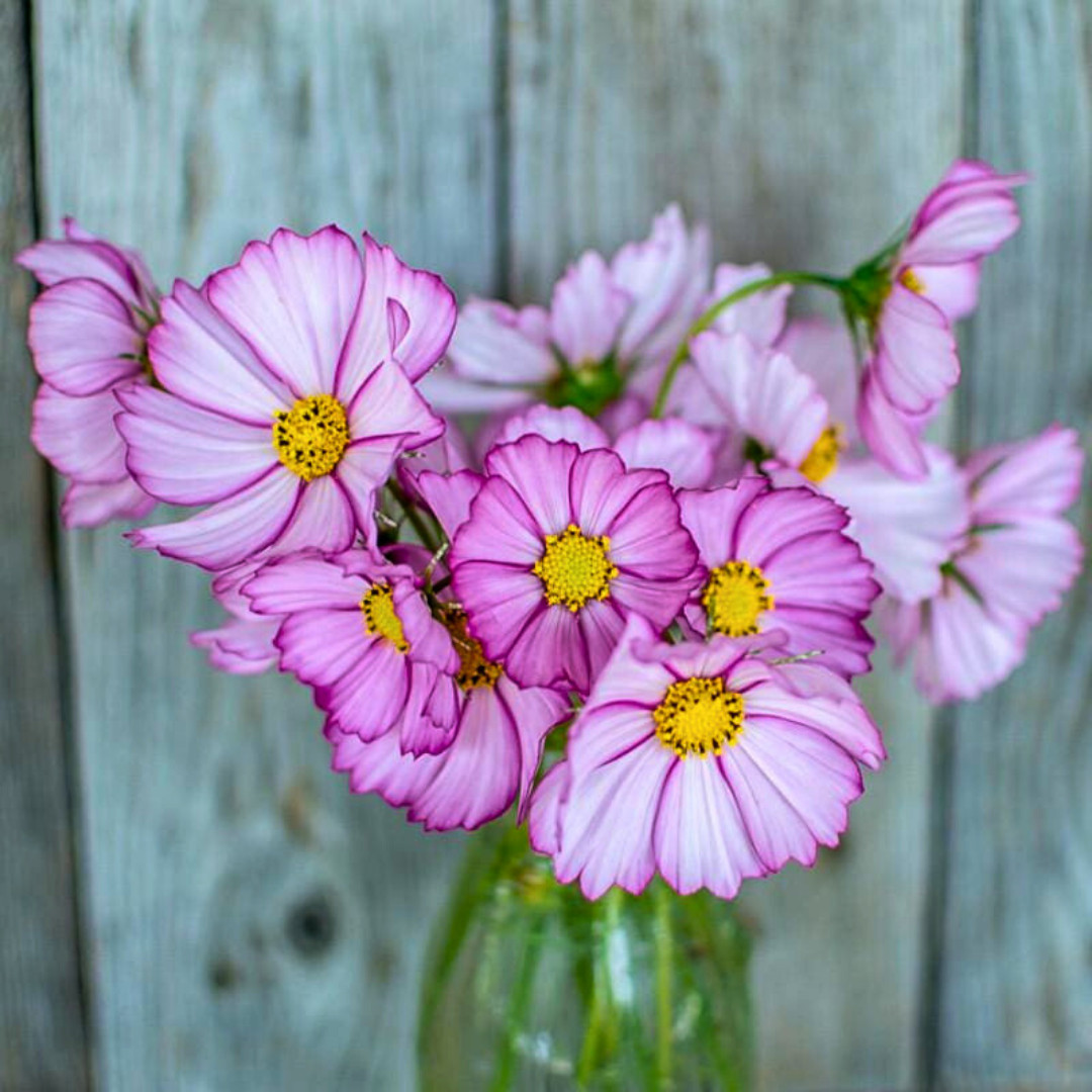 Fresh Beautiful Cosmos Seeds | Picotee | Heirloom Non-GMO | Flower Seeds