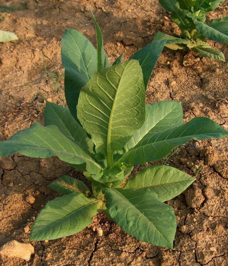 1000 Golden Harvest Tobacco Seeds ~ Heirloom Nicotiana Tabacum ~ Fast grow
