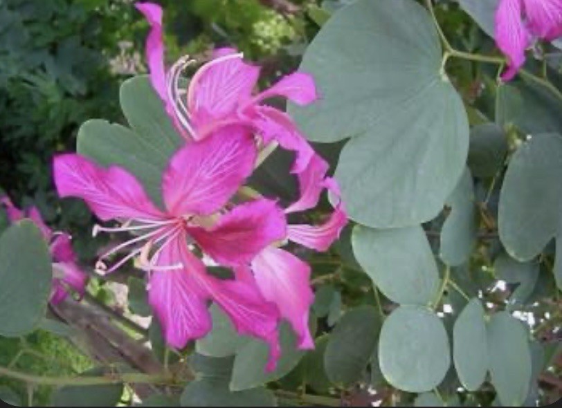 10 + Seeds Purple Pink Orchid Tree Seeds Bauhinia Variegata Fresh Caribbean