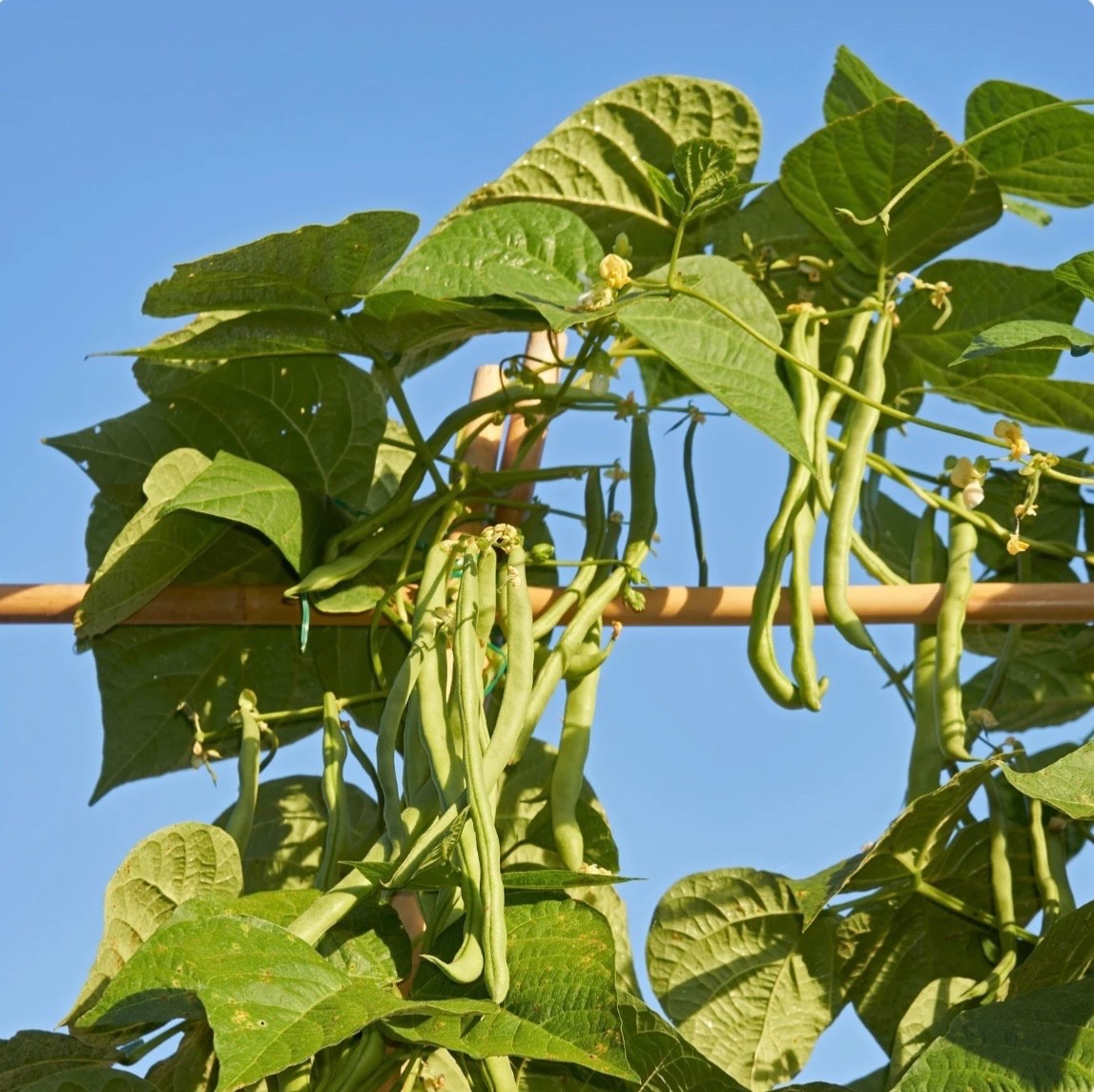 30 Blue Lake Pole Stringless Bean Seeds, Heavy Yield, Fresh 2026, Organic, Ohio