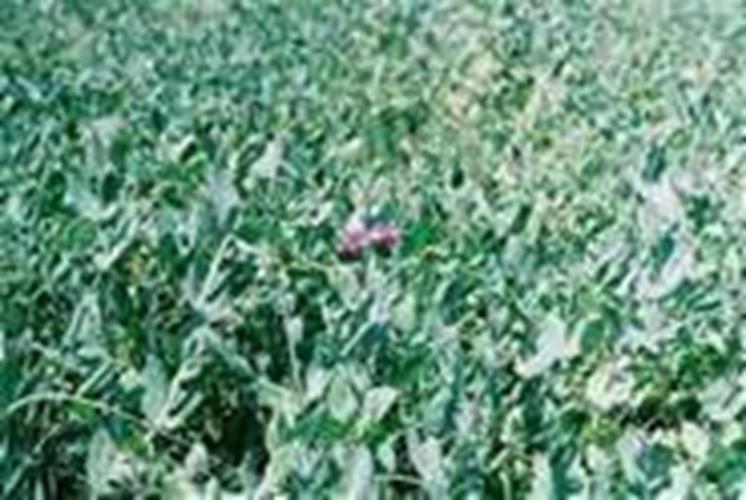 Austrian Winter Pea 5 Lb.