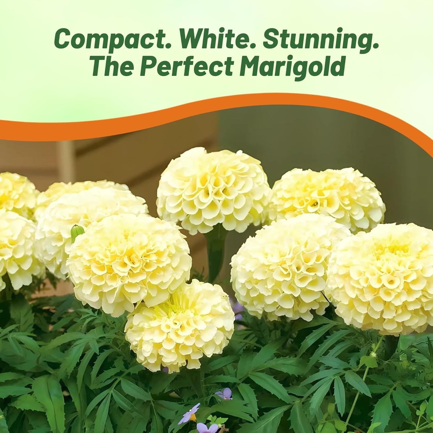 500 Seeds Marigold Seeds – Tagetes Erecta Kilimanjaro Flower Seed