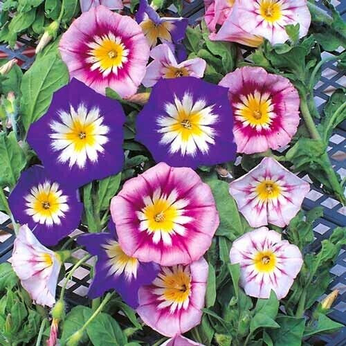 25 SEEDS – morning glory – DWARF ENSIGN MIX – GroCo – BUY ANY 15 – SHIPS FREE
