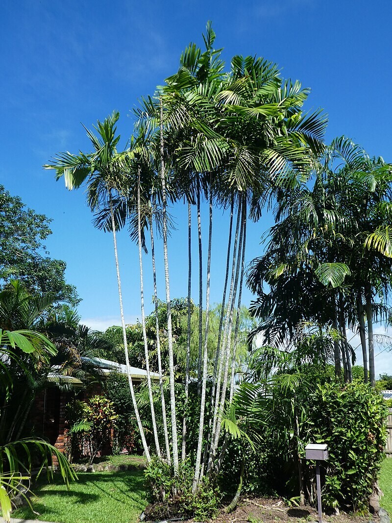 10 Ptychosperma macarthurii palm tree seeds + Free Gift, MacArthur Palm R