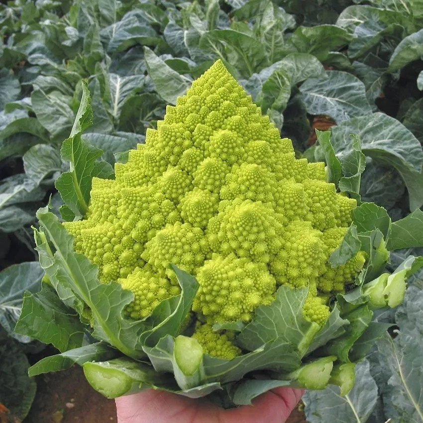 100+ Romanesco Broccoli Seeds – NON GMO — HEIRLOOM – ORGANIC — FRESH