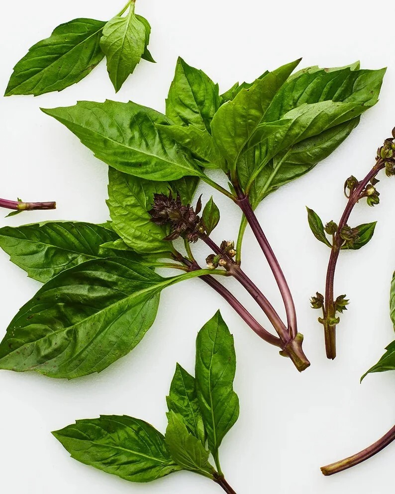 True Thai Basil Herb Húng Quế Horapha Premium Seed Packet