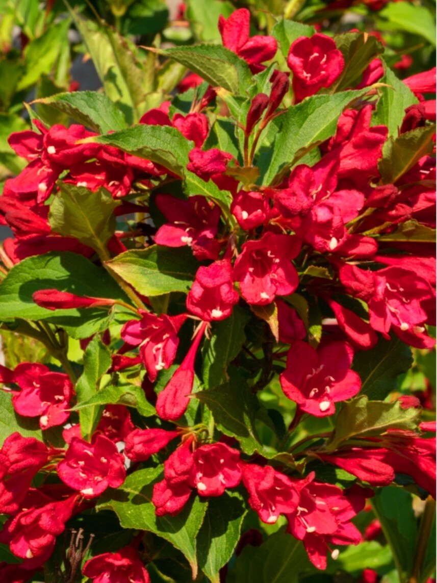 300 Red Weigela Seeds, Reblooming Shrub Rare Variety Old Fashioned Weigela Fresh