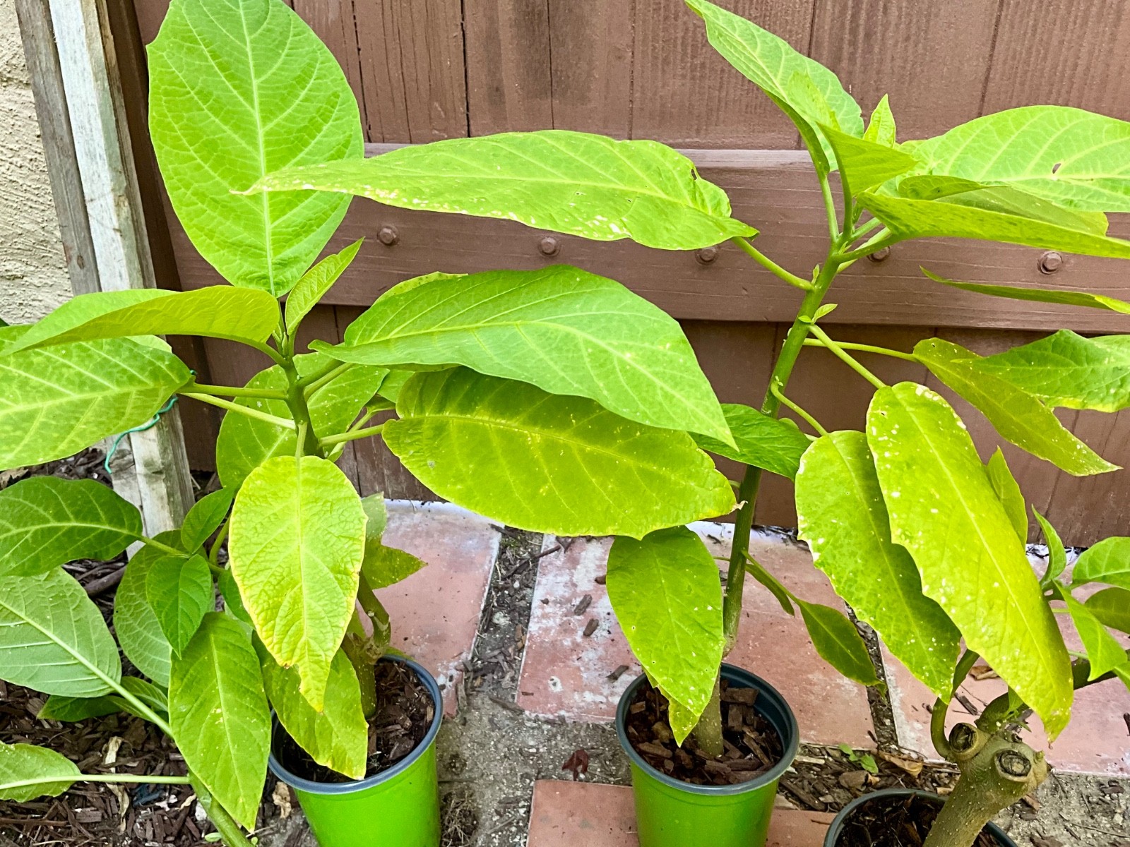 1 Live – Rooted Plant, Yellow Angel Trumpet (Brugmansia) Tropical Plant. 20 -22”