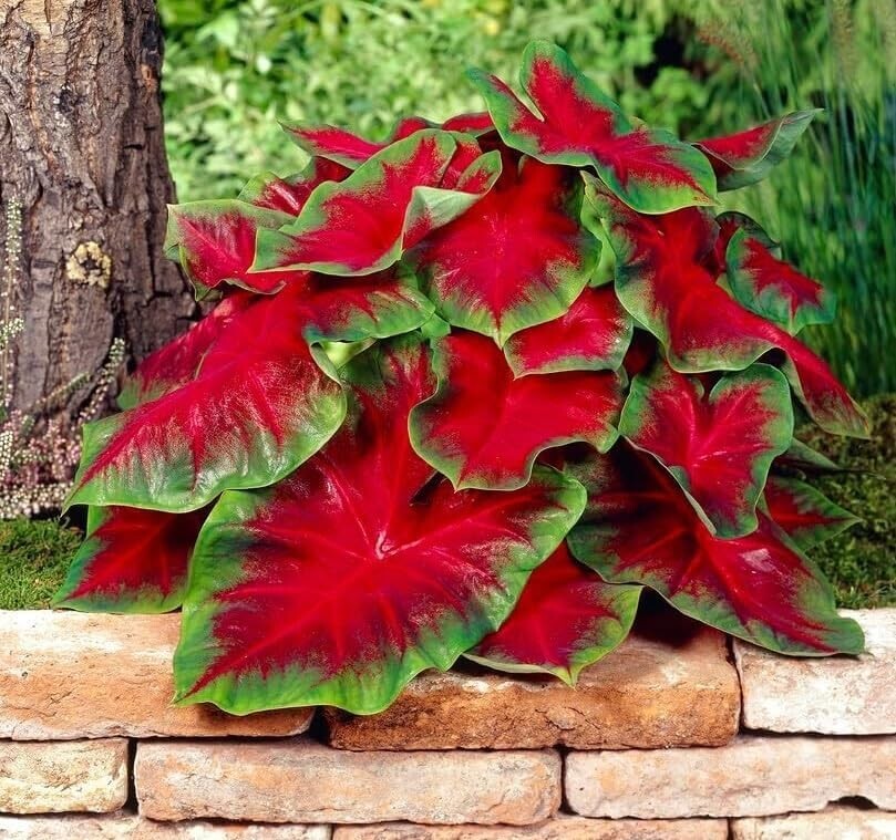 2 Florida Cardinal Caladium Bulbs for Planting – Perennial Hosta (2 Bulbs