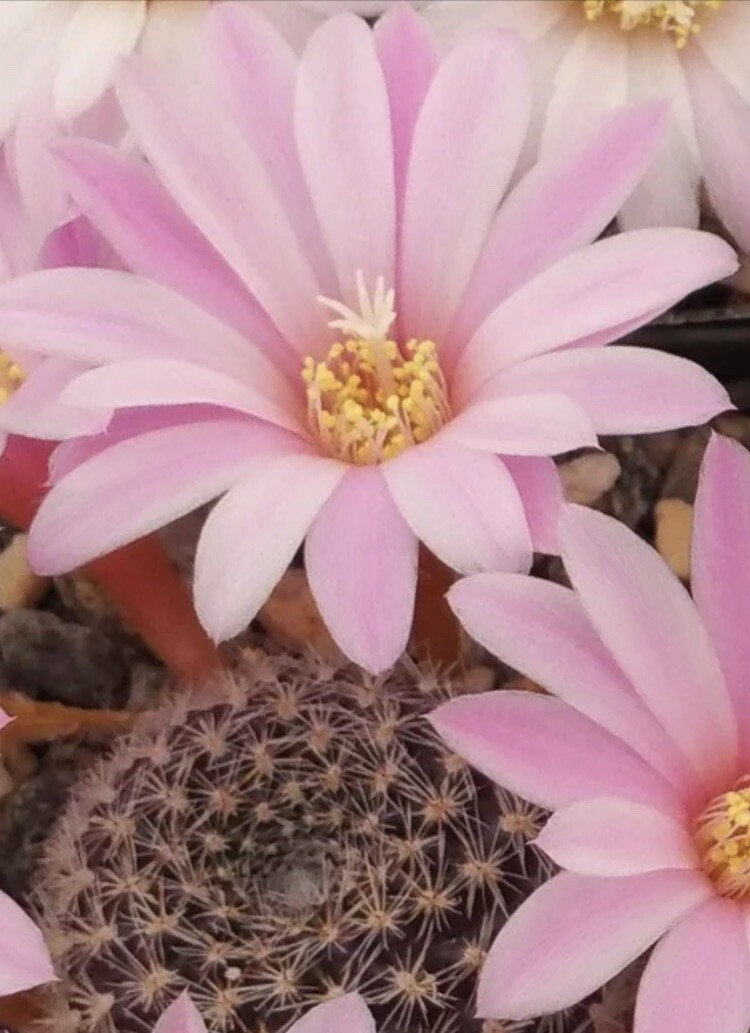 Rebutia narvaecensis cactus pink flowers 1-2 year old bare root