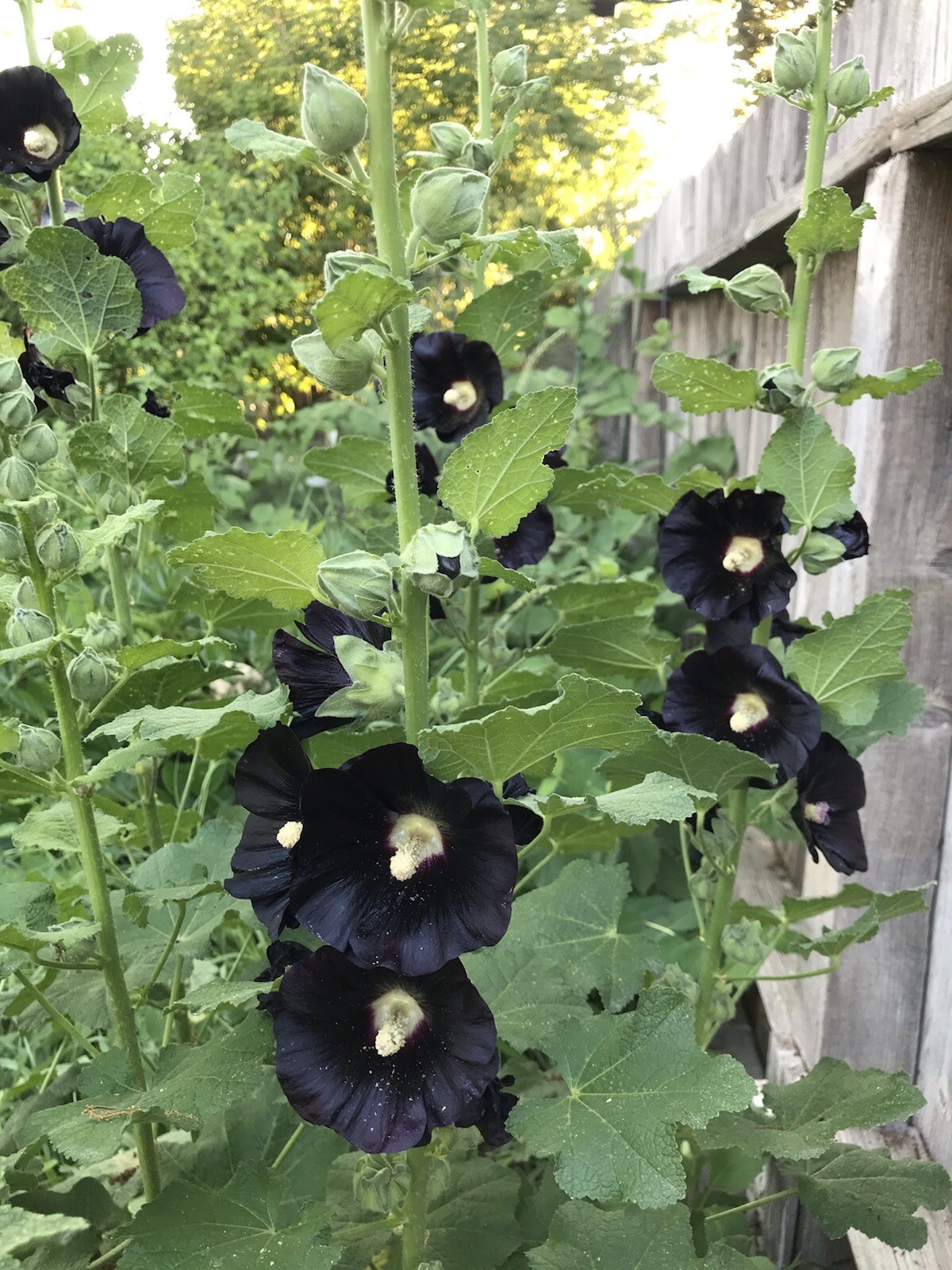 25 Hollyhock SEEDS BLACK DARK PURPLE “the Watchmen” Heirloom￼￼ Variety Seeds