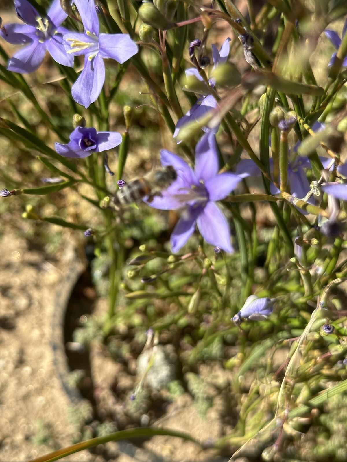 Moraea Polyanthos very rare 10 fresh 2024 harvested seeds Winter/spring Flowers