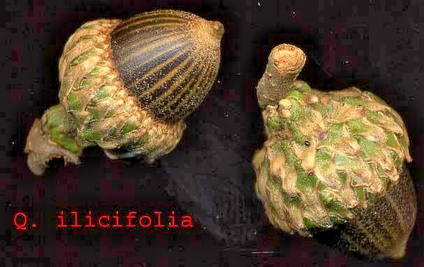12 BEAR OAK ACORNS – Quercus ilicifolia