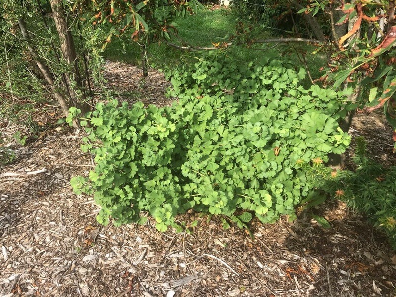 Ginkgo biloba ‘Troll’ Dwarf Ginkgo Grafted tree, 8-12”