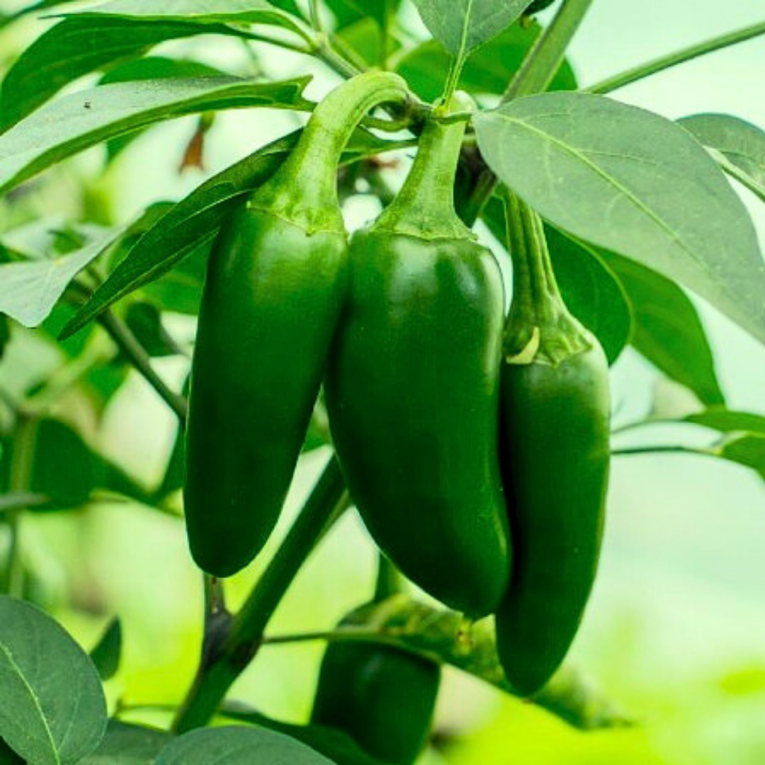 Fresh Hot Jalapeno M Pepper Seeds | Heirloom Non-GMO | Fresh Vegetable Seeds