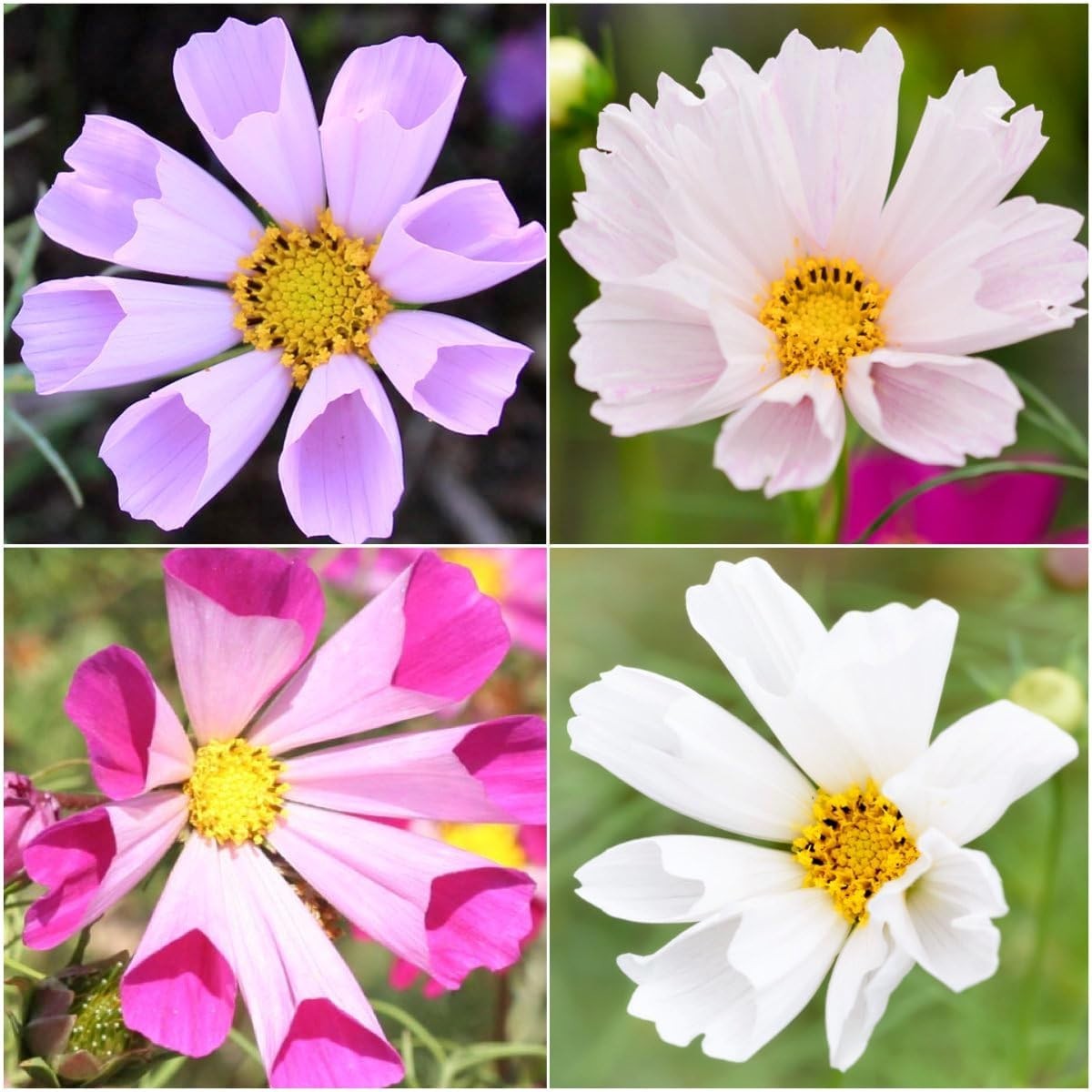 Seashells Cosmos Seeds Multicolored Flower Seed Blend 3,000+ Heirloom Seeds
