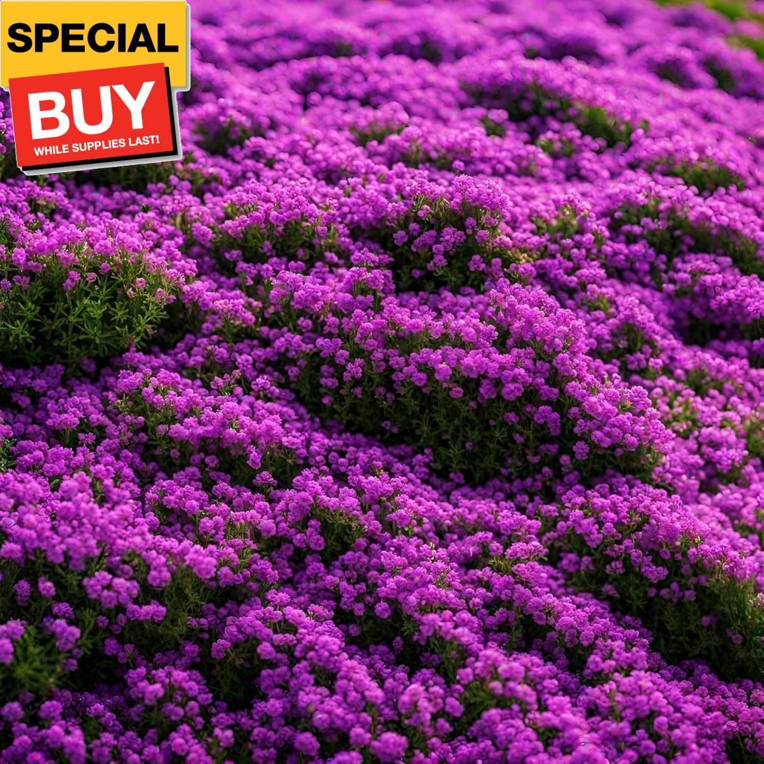 15000+ Creeping Thyme Ground Cover Seeds for Planting – Magic Perennial Flower L