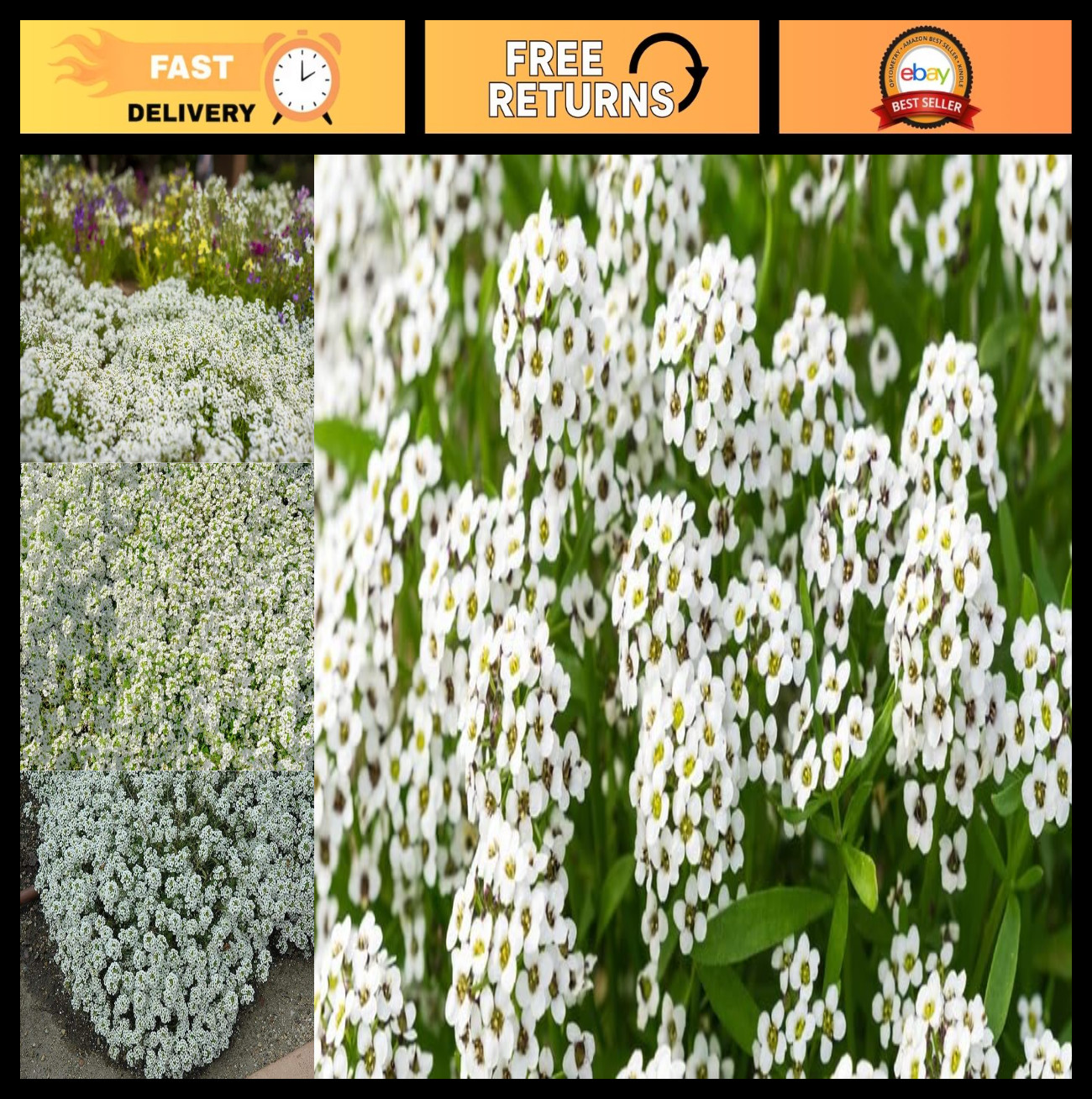 Sweet Alyssum Seeds – Carpet of Snow, 50,000 Seeds, Fast-Growing Ground Cover