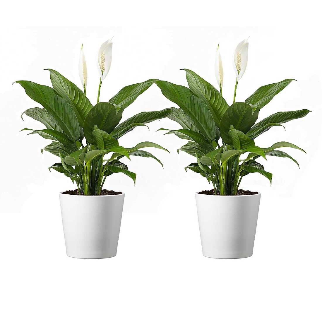 Peace Lily, Live Spathiphyllum Plants, Indoor Flowering Houseplants, 4-Inch P…