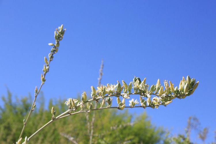 Giant Swordflower, Hesperaloe Funifera, White / Yellow Flowers (35 Seeds)