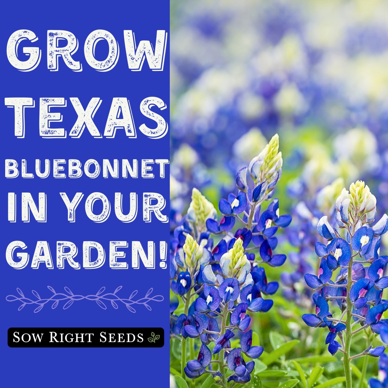 Texas Bluebonnet Flower Seeds Non-GMO Heirloom Perennial Attracts Pollinators
