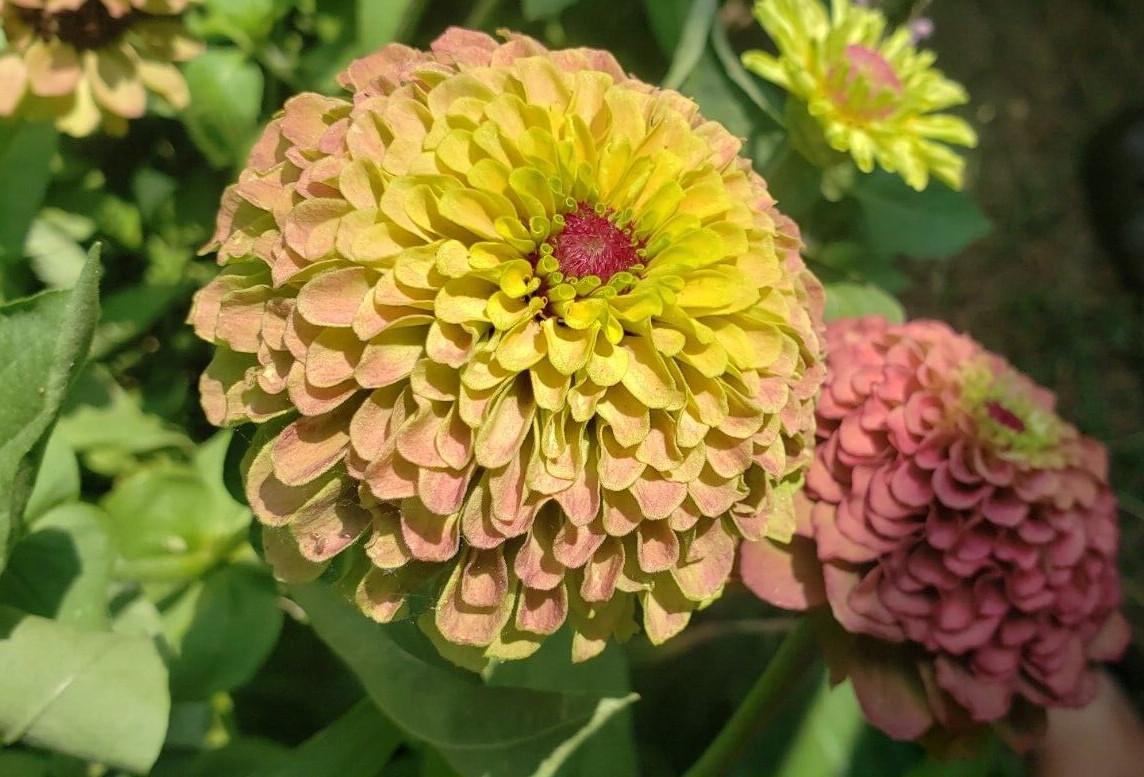 Red Queen Lime Zinnia (30 seeds)- vintage and classy look!