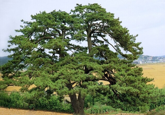 Pinus thunbergii | Japanese Black Pine | 50 Seeds