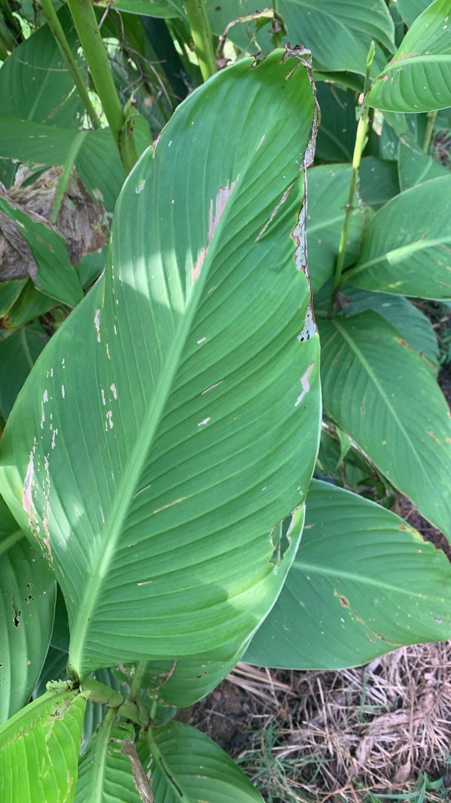 Indian Shot/Red Canna Lilly (10 Seeds) Attracts HUMMINGBIRDS
