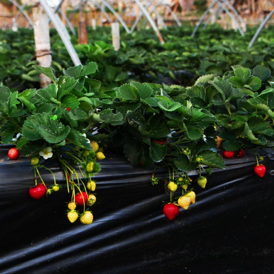 25 Sweet Charlie Strawberry Plants Heirloom Quality -INCREDIBLY SWEET BERRY-